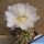 Lobivia hybrid cv. SNOW SYMPHONY (candid white flower)