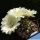 Lobivia hybrid cv. SNOW SYMPHONY (candid white flower)