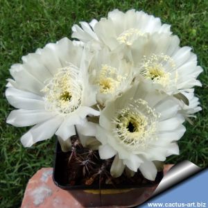 Lobivia hybrid cv. SNOW SYMPHONY (candid white flower)