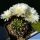 Lobivia hybrid cv. SNOW SYMPHONY (candid white flower)