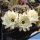 Lobivia hybrid cv. SNOW SYMPHONY (candid white flower)