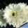 Lobivia hybrid cv. SNOW SYMPHONY (candid white flower)
