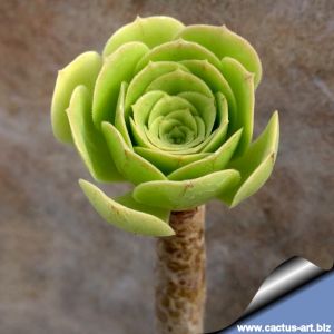 Aeonium arboreum