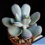 Cotyledon orbiculata v. oophylla