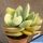 Crassula cotyledonis "dubia"