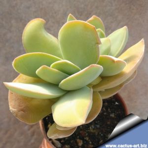 Crassula cotyledonis "dubia"