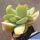 Crassula cotyledonis "dubia"