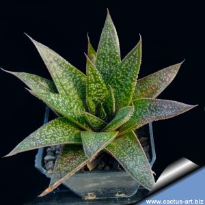 Gasteraloe sp. B