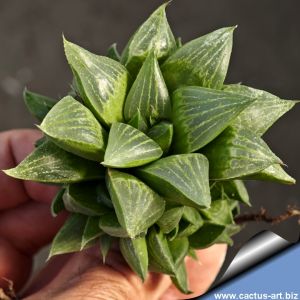 Haworthia sp. aff. dekenahii Johnson's Post, South Africa