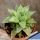 Haworthia sp. aff. dekenahii Johnson's Post, South Africa