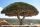 Dracaena cinnabari (Socotra dragon tree)