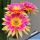 Echinopsis hybrid cv. SUNNY (J.2014.31.7)