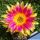 Echinopsis hybrid cv. SUNNY (J.2014.31.7)