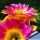 Echinopsis hybrid cv. SUNNY (J.2014.31.7)