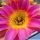 Echinopsis hybrid cv. SUNNY (J.2014.31.7)