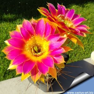 Echinopsis hybrid cv. SUNNY (J.2014.31.7)