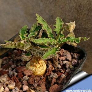 Euphorbia ambovombensis (seed grown with caudex)