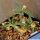 Euphorbia cylindrifolia  ssp. tuberifera (seed grown with caudex)