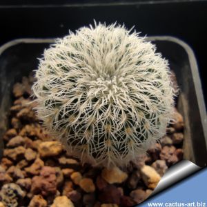 Frailea buenekeri ssp. densispina
