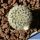Frailea buenekeri ssp. densispina