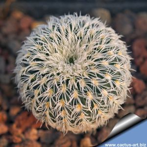 Frailea buenekeri ssp. densispina
