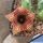 Huernia saudi-arabica