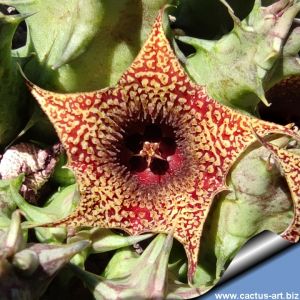 Huernia saudi-arabica