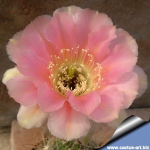 Lobivia aurea cv. ROSEIFLORA