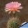 Lobivia aurea cv. ROSEIFLORA