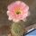 Lobivia aurea cv. ROSEIFLORA