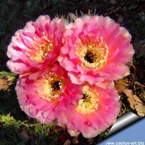 Lobivia aurea cv. ROSEIFLORA