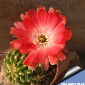 Lobivia cv. ROSA GOLA BIANCA