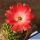Lobivia cv. ROSA GOLA BIANCA