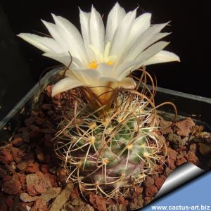 Turbinicarpus graminispinus North of Dr. Arroyo, Nuevo Leon, Mexico