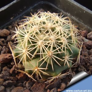 Coryphantha kracikii v. kaibabensis KKR167 San Fermin direct to El Diamante, Durango, Mexico