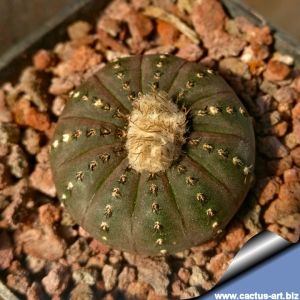 Frailea castanea Quarai, Rio Grande do Sul, Brazil