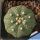 Astrophytum asterias L1016 Gonzales, Tamaulipas, Mexico, 100m