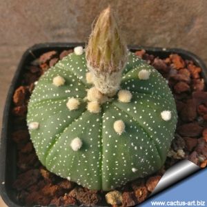 Astrophytum asterias L1016 Gonzales, Tamaulipas, Mexico, 100m