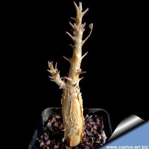 Sesamothamnus guerichii Namibia