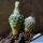 Turbinicarpus schmiedickeanus ssp. dickisoniae RS321/A Aramberi to Lampacitos, Nuevo Leon, Mexico