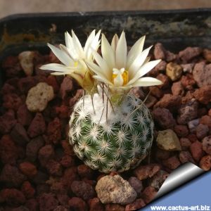 Turbinicarpus schmiedickeanus ssp. dickisoniae RS321/A Aramberi to Lampacitos, Nuevo Leon, Mexico