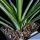Yucca whipplei San Diego Co, California, USA (MG2003)