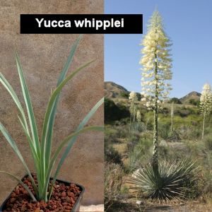 Yucca whipplei San Diego Co, California, USA (MG2003)