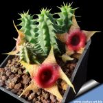 Huernia laevis f.ma. Harras