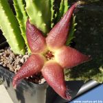Stapelia bergeriana (Stapelia schinzii var. bergeriana)