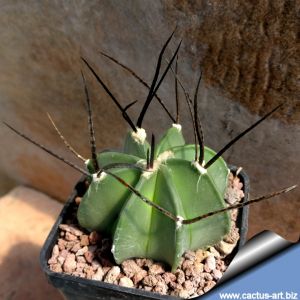 Astrophytum capricorne v. crassispinum "Black Spines"