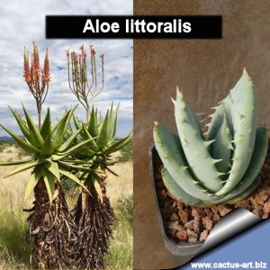 Aloe littoralis
