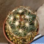 Coryphantha echinus v. pectinata PM250 (Coryphantha pectinata)
