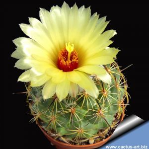 Coryphantha greenwoodii (Coryphantha elephantidens ssp. greenwoodii)