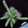 Euphorbia inermis (seed grown - caudex)